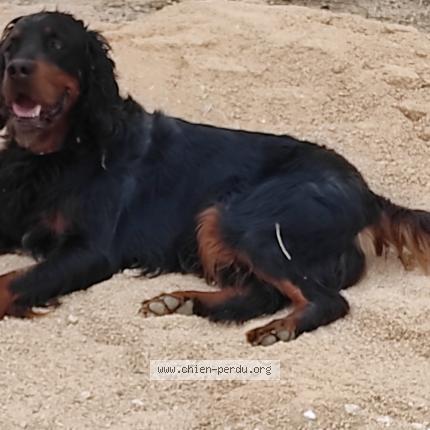 Photo 1/1 Chien retrouvé Perdu à Sollies pont