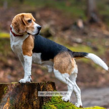 Photo 1/1 Chien retrouvé Perdu à Cerant Fouletourte