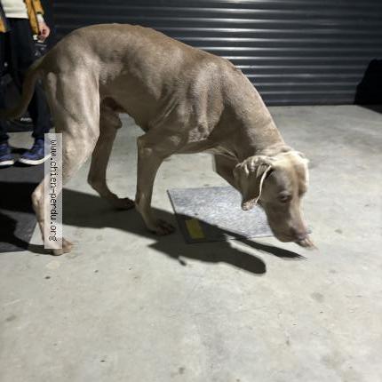 Photo de chien trouvé à Brion Pres Thouet