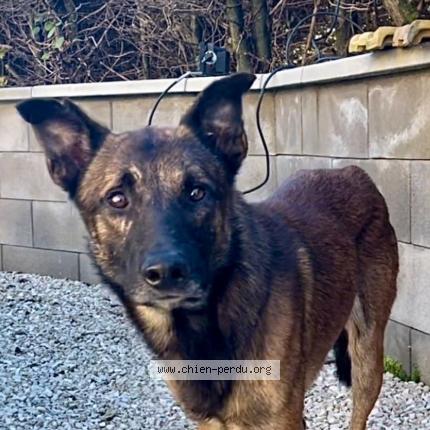 Photo 1/1 Chien retrouvé Perdu à Houtaud