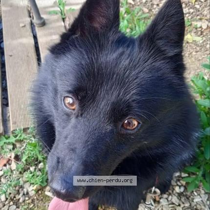 Photo 3/3 pitchoun Chien perdu à Chatel censoir