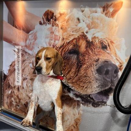 Photo 1/1 Chien retrouvé Perdu à Lorient