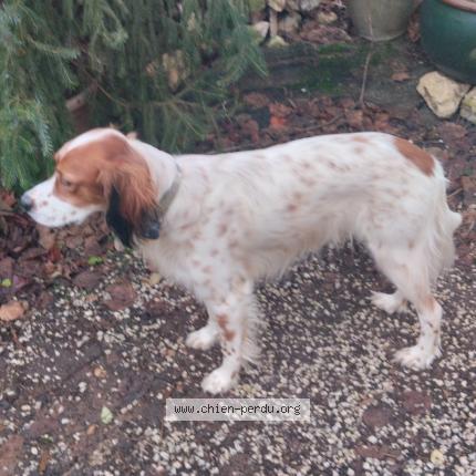Photo 1/1 Chien retrouvé Perdu à Archigny
