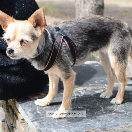 Photo de chien perdu à Bannegon