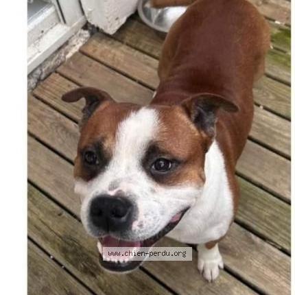 Photo de chien perdu à Marck