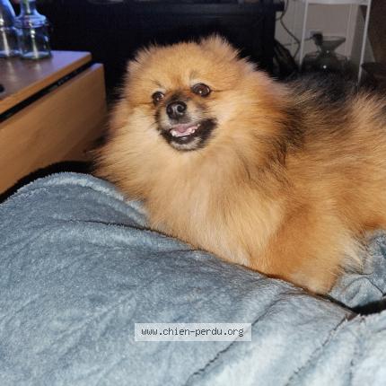 Photo 1/1 Chien retrouvé Perdu à Bolbec