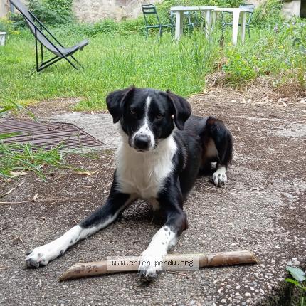 Photo de chien perdu à Tresses