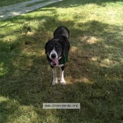 Photo de chien perdu à St Germain Des Champs