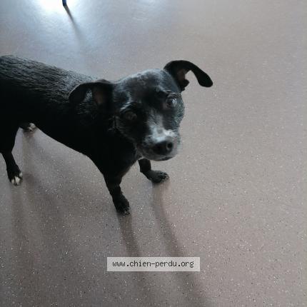 Photo de chien trouvé à Roche La Moliere