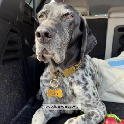 Photo 1/1 Chien retrouvé Perdu à Bourgueil