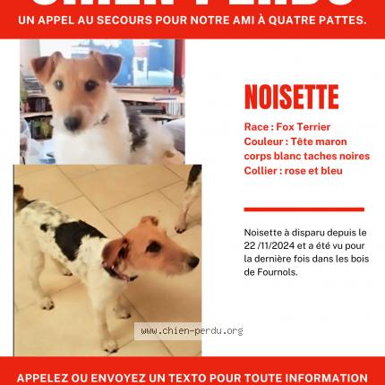 Photo 1/1 Chien retrouvé Perdu à Fournols