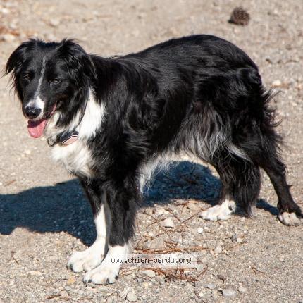 Photo 1/1 Chien retrouvé Perdu à Salernes