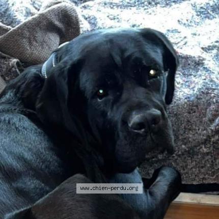 Photo 1/1 Chien retrouvé Perdu à Le falga