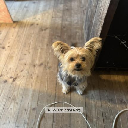 Photo de chien perdu à Puyricard