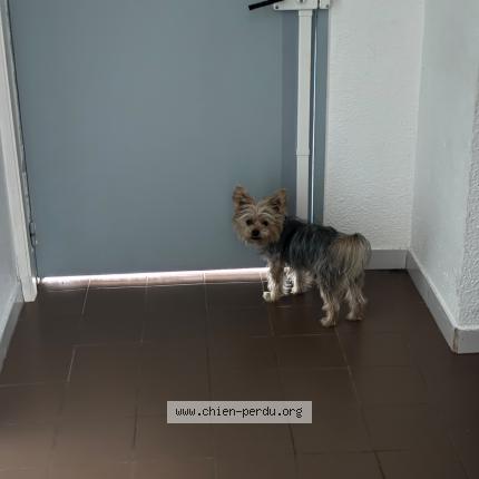 Photo 2/2 Chien retrouvé Perdu à Puyricard