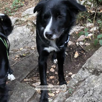 Photo 1/1 Chien retrouvé Perdu à Rieumajou