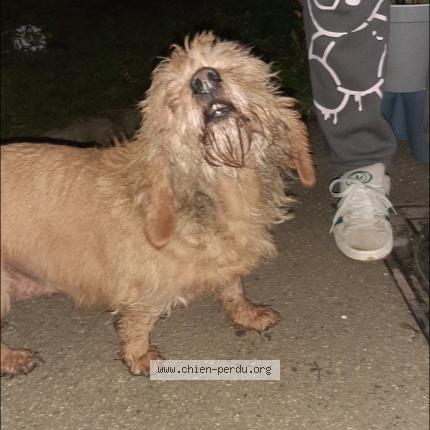 Photo 1/1 Chien retrouvé Trouvé à Marlhes