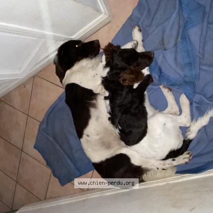 Photo 1/1 Chien retrouvé Perdu à Verrieres