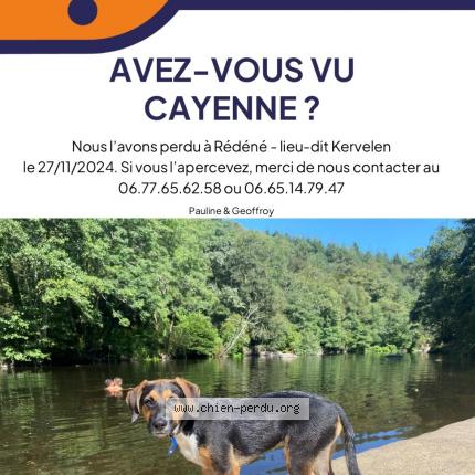 Photo 1/1 Chien retrouvé Perdu à Redene