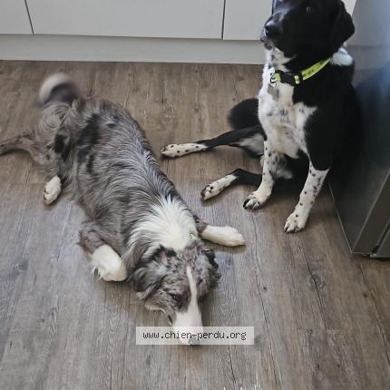 Photo 1/1 Chien retrouvé Perdu à Pamiers