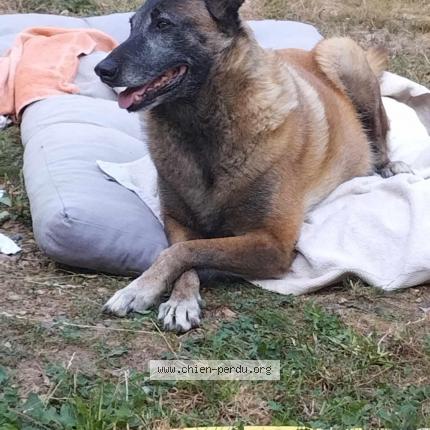 Photo de chien perdu à Saint Yorre