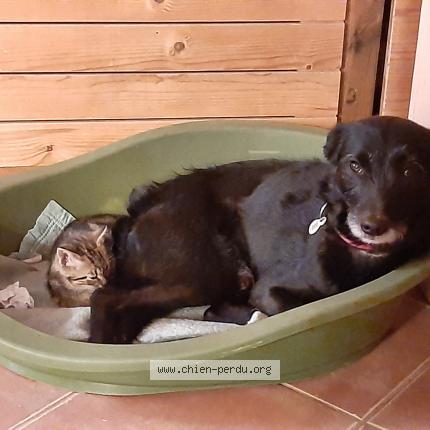 Photo 1/1 Chien retrouvé Perdu à Erome