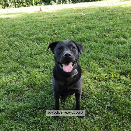 Photo 1/1 Chien retrouvé Perdu à Biras