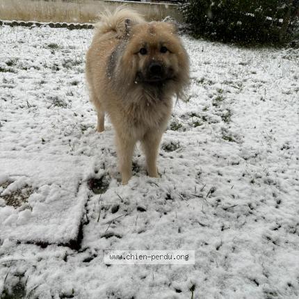 Photo 1/1 Chien retrouvé Perdu à Le plessis belleville