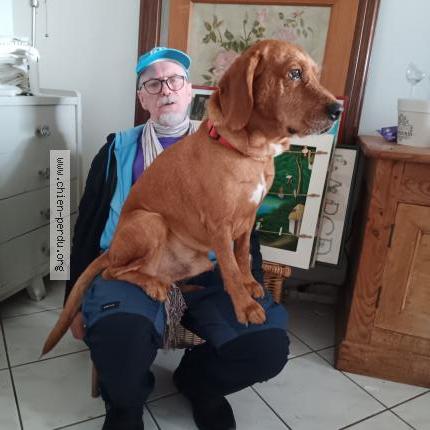 Photo 1/1 Chien retrouvé Perdu à Nantes