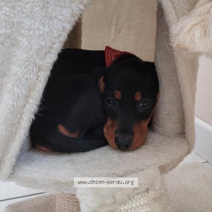 Photo de chien perdu à Commentry