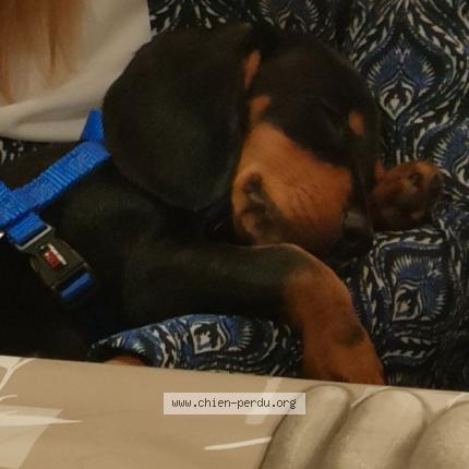 Photo 2/3 Chien retrouvé Perdu à Commentry