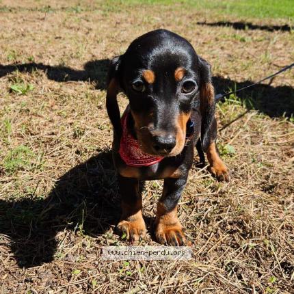 Photo 3/3 Chien retrouvé Perdu à Commentry