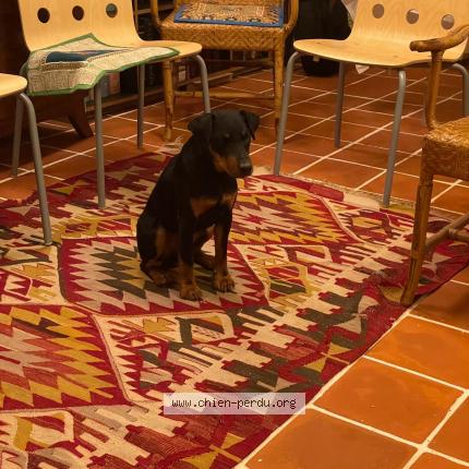 Photo 1/1 Chien retrouvé Perdu à Montreuil