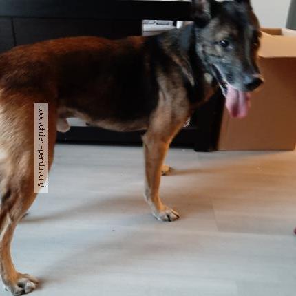 Photo 1/1 Chien retrouvé Trouvé à Beziers