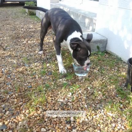 Photo 1/1 Chien retrouvé Trouvé à Saint Cyr Sur Loire