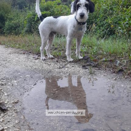 Photo 1/1 Chien retrouvé Perdu à Tourrette levens