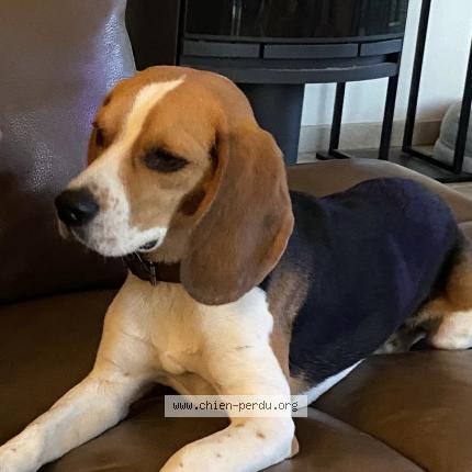 Photo de chien perdu à Les Mathes