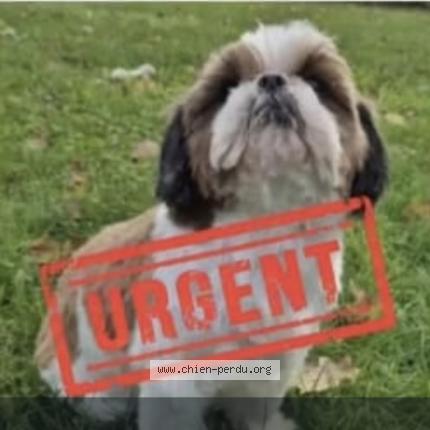 Photo de chien perdu à Saint Sulpice De Pomeray