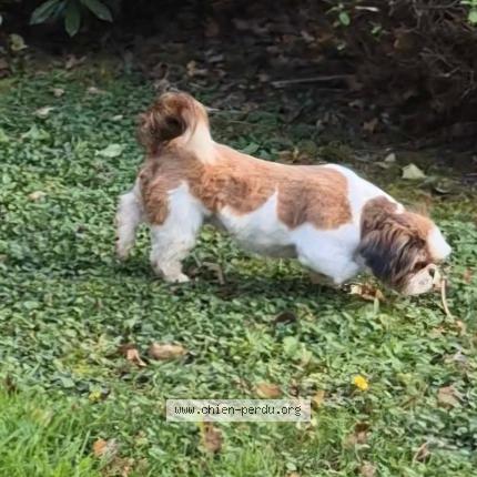 Photo 2/2 Chien retrouvé Perdu à Saint sulpice de pomeray