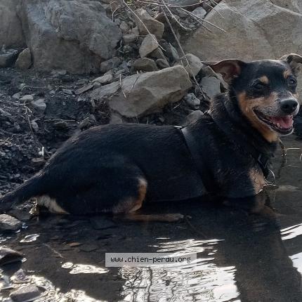 Photo 1/1 Chien retrouvé Perdu à St julien de cassagnas