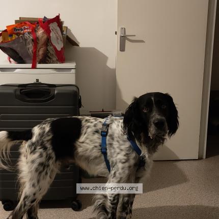 Photo 1/1 Chien retrouvé Perdu à Pray