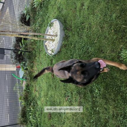 Photo 1/1 Chien retrouvé Trouvé à Sourdeval les bois