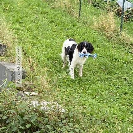 Photo 1/1 Chien retrouvé Perdu à Nouzonville