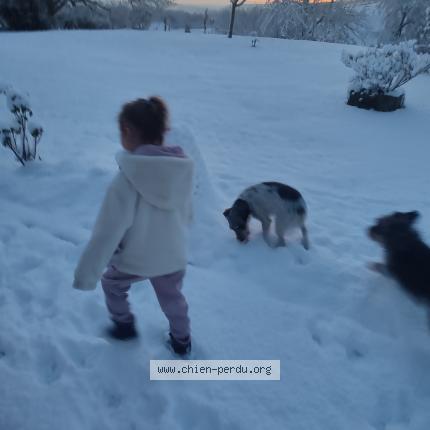 Photo 1/1 Chien retrouvé Perdu à Montigny les vesoul