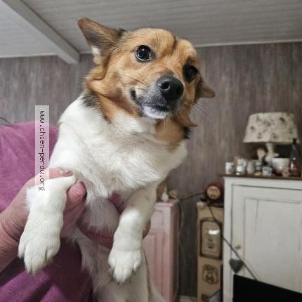 Photo 1/1 Chien retrouvé Trouvé à Lievin