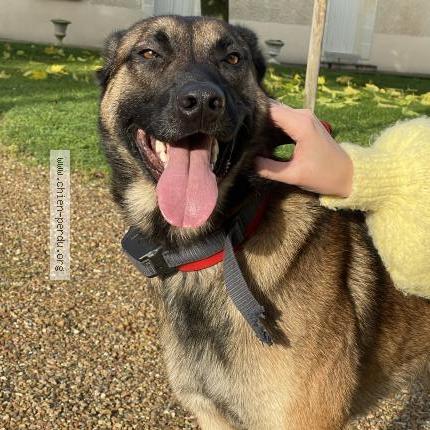 Photo de chien trouvé à Louresse