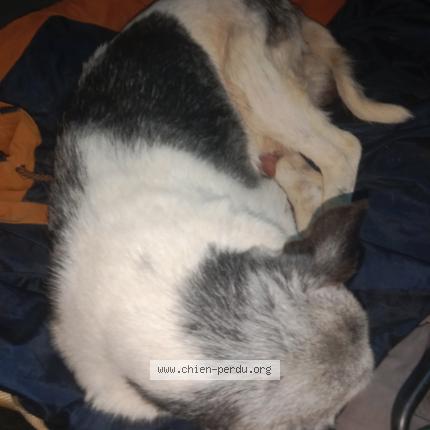 Photo de chien trouvé à Louvigny