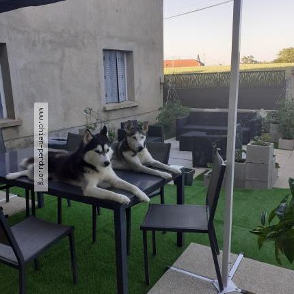 Photo 1/1 Chien retrouvé Perdu à Laiz