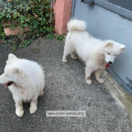 Photo 1/1 Chien retrouvé Trouvé à Preixan