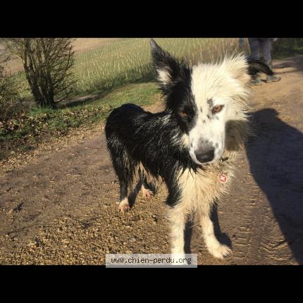Photo 1/1 Chien retrouvé Perdu à Lavault de fretoy